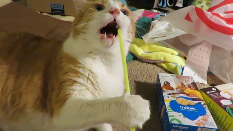 53279072_10161480104120223_5432918292664680448_n