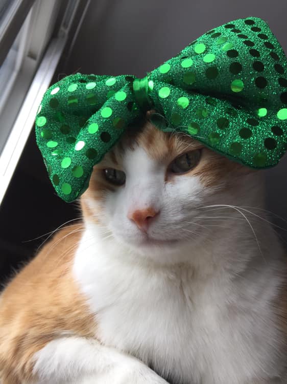 53294667_10161486933565223_6306326607002861568_n