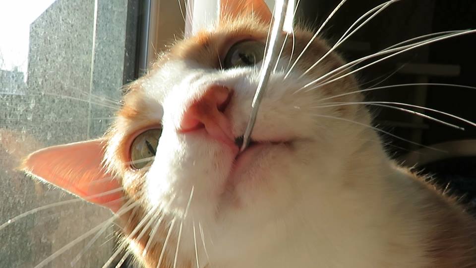 53408370_10161498788150223_516161825239203840_n