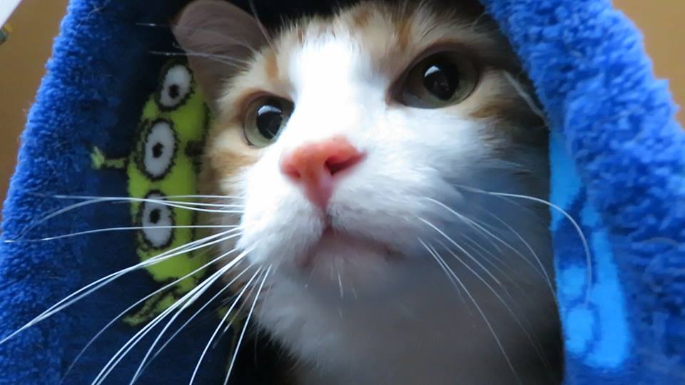 53607233_10161495089265223_6740552202969939968_n