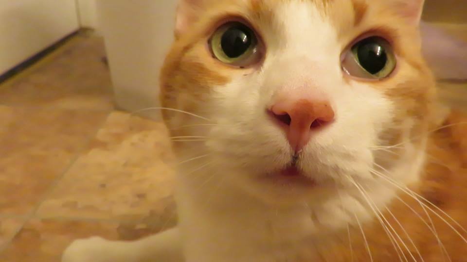 53721437_10161532857420223_2461420159332515840_n