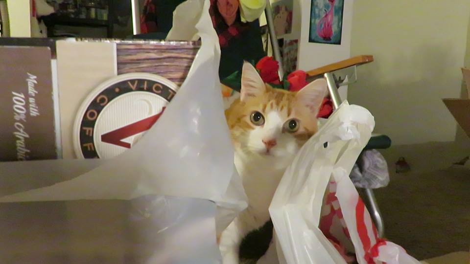 53781167_10161480101600223_5358270111792758784_n