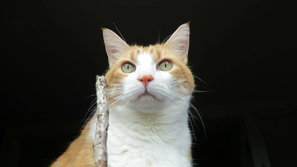 53913799_10161521777765223_1472448946667257856_n