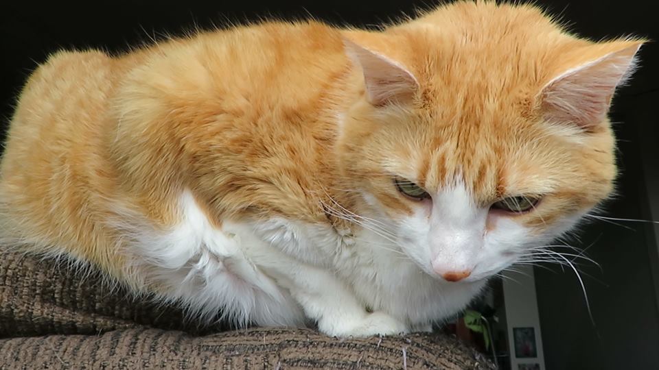 54212914_10161521774215223_3911504395245715456_n