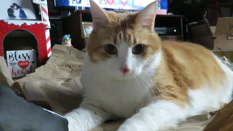 54364797_10161536632990223_3008901667778199552_n