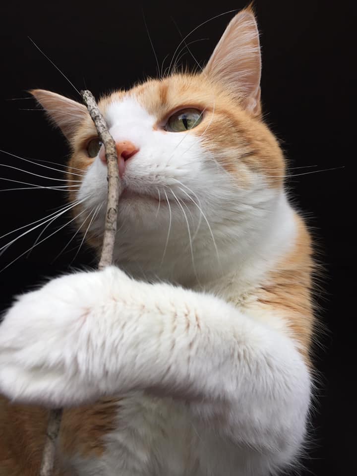 54435702_10161517402325223_1784259212965052416_n