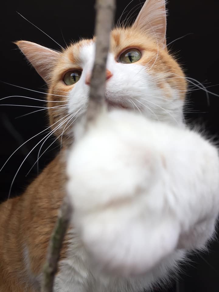 54798275_10161517402390223_7780181730257797120_n