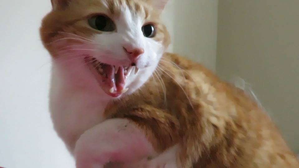 54798396_10161547642435223_3841970674314772480_n