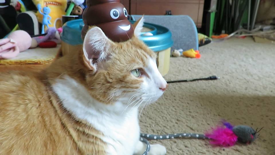 55576139_10161570363000223_9159216800389398528_n