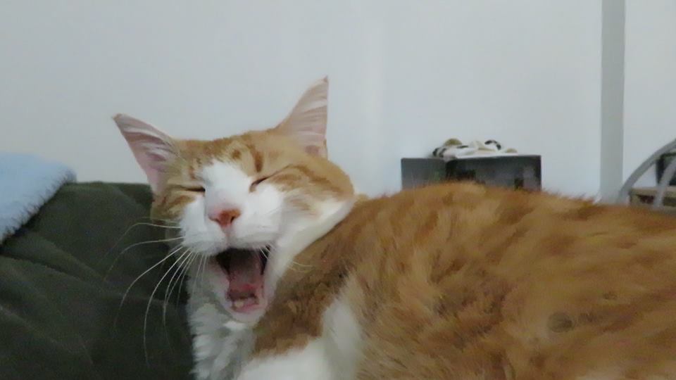 55576717_10161566241915223_1004588409538215936_n