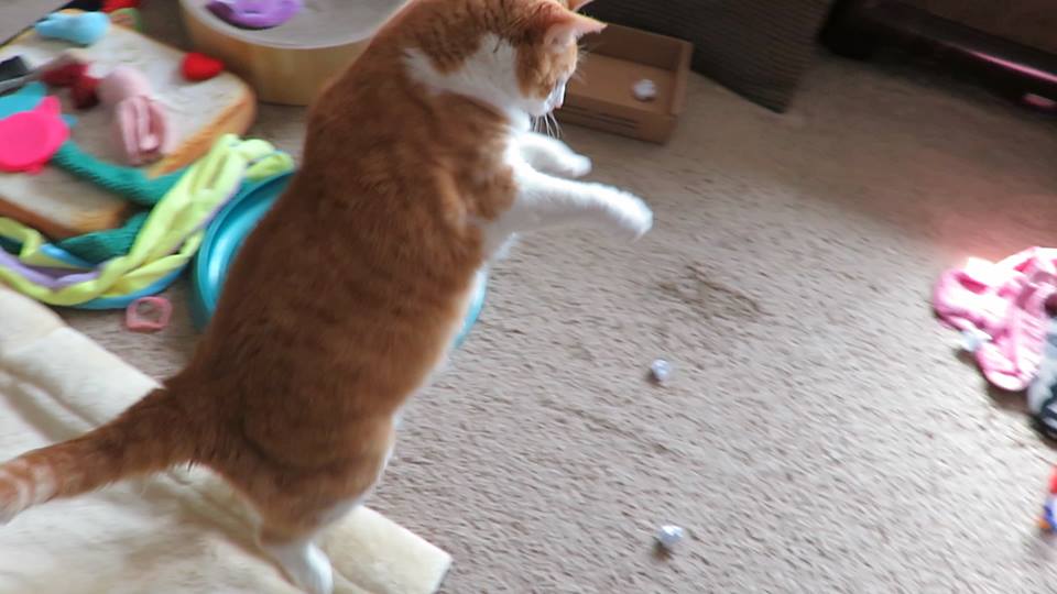 55719199_10161555472810223_7956805104890281984_n