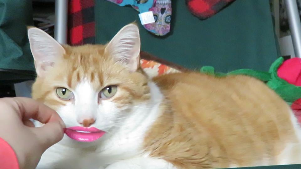 56218154_10161554724960223_136060655517040640_n