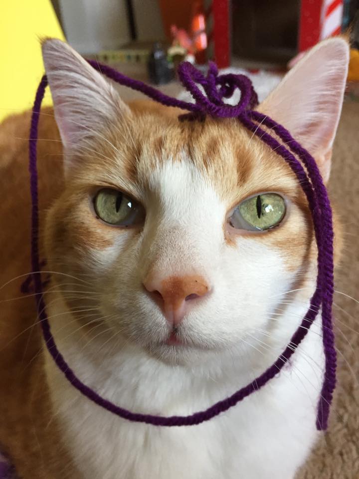 18198669_10158618362540223_5516870721355300421_n