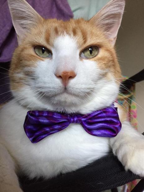 20525342_663249770539988_585946102123535520_n