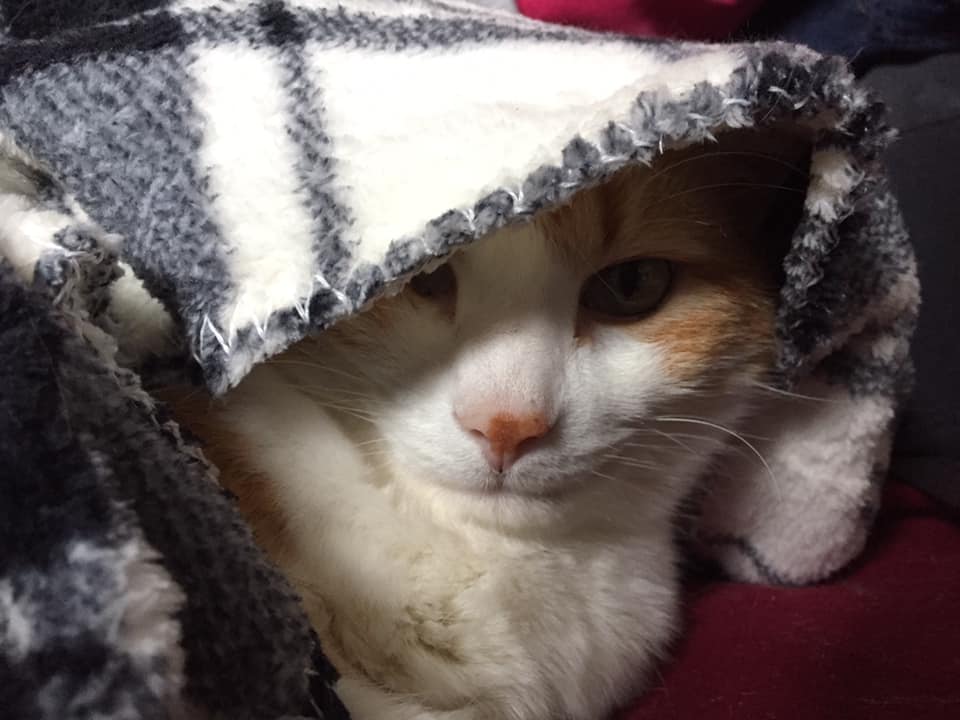 46745354_10161108042645223_2086677644211912704_n