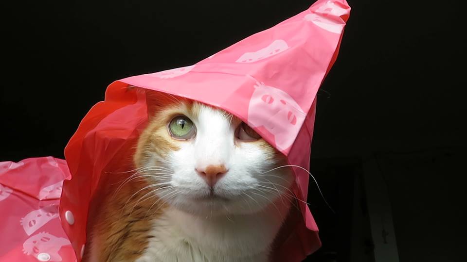 55730912_10161578170375223_5249476962392473600_n