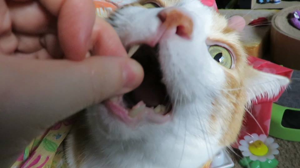 56157921_10161578168915223_1837976742598279168_n