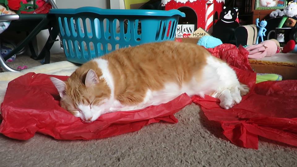 56184393_10161585702255223_7417826609488461824_n