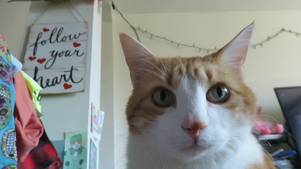 56219934_10161594058960223_8593209079361437696_n