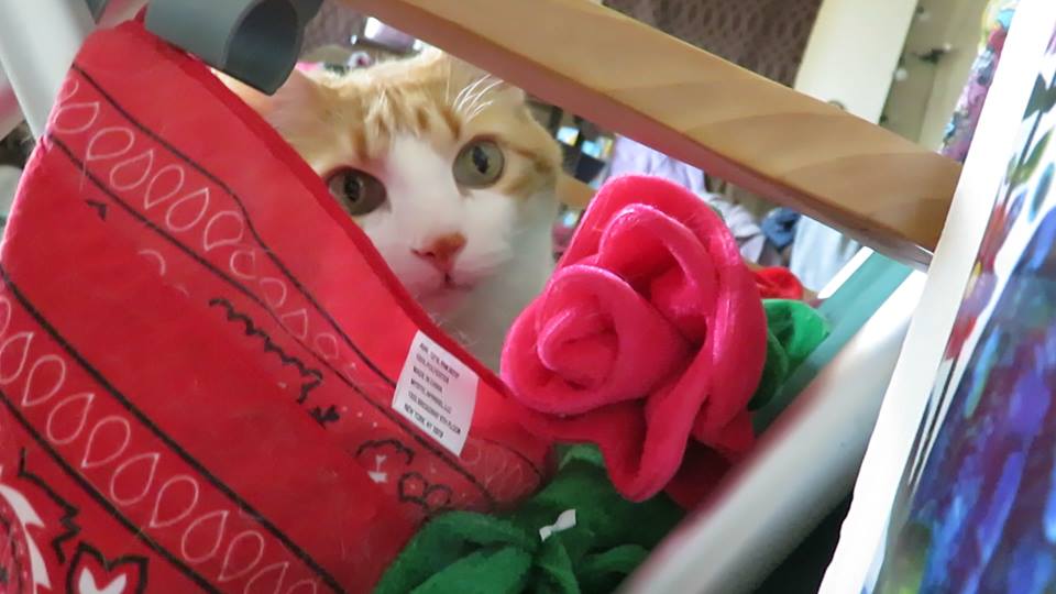 56237635_10161594058995223_4808479323986067456_n