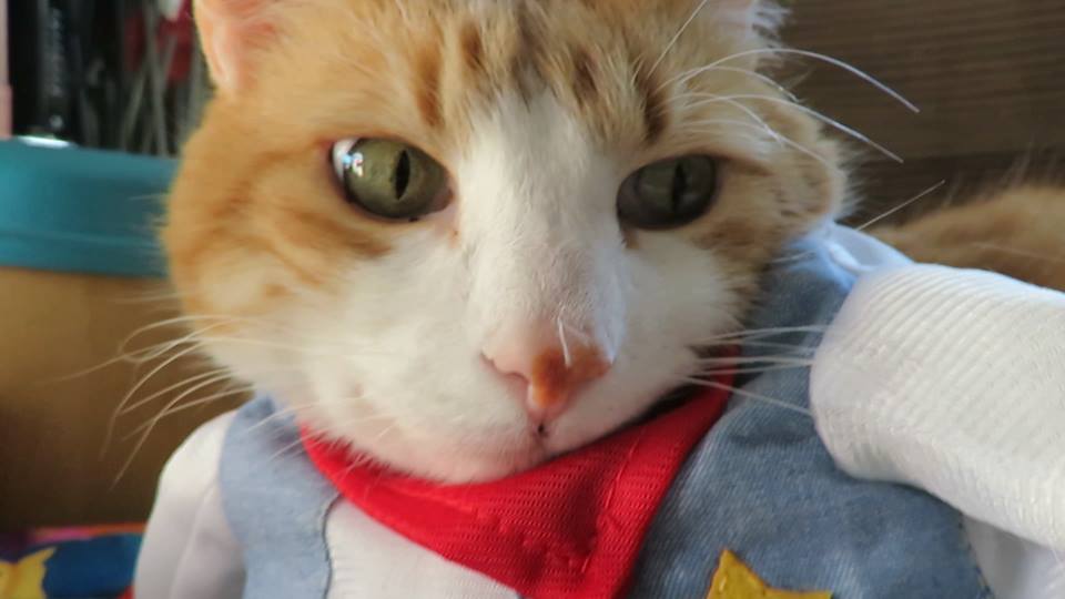 56368756_10161562423120223_2669314658271232000_n