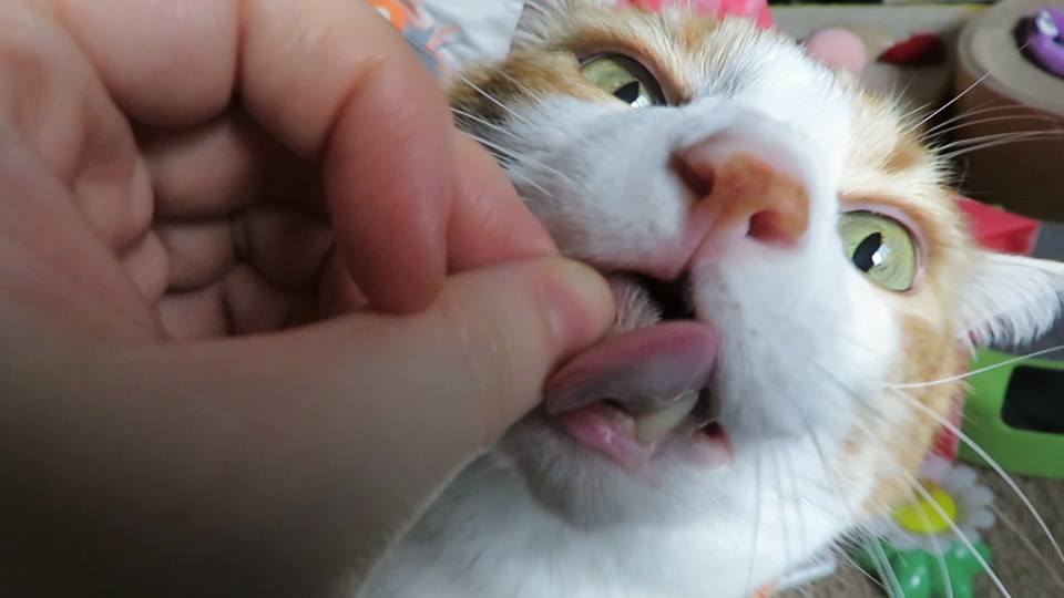 56378748_10161578168945223_388610535022657536_n