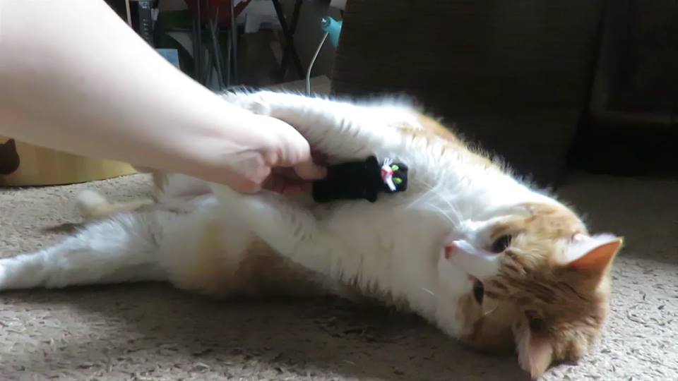 56468239_10161606175565223_774288861512597504_n