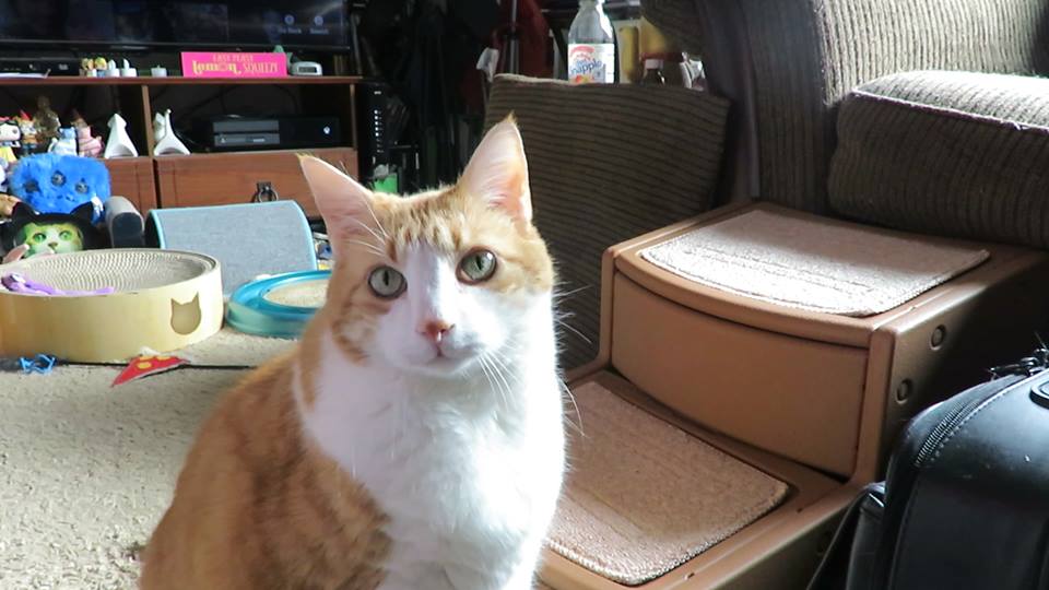 56490463_10161597197230223_2365720595691208704_n