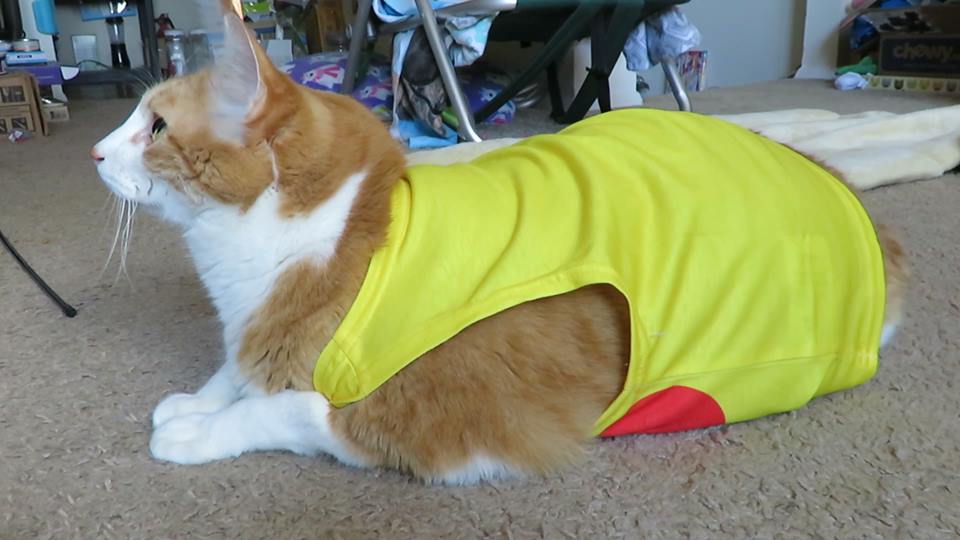 56696896_10161589844580223_3540369437905387520_n