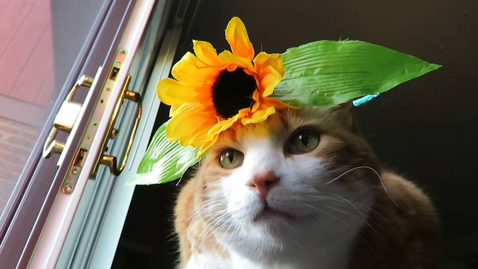 56781229_10161612876330223_5512152459226644480_n