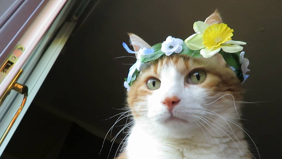 56913216_10161612875810223_7634569496971182080_n