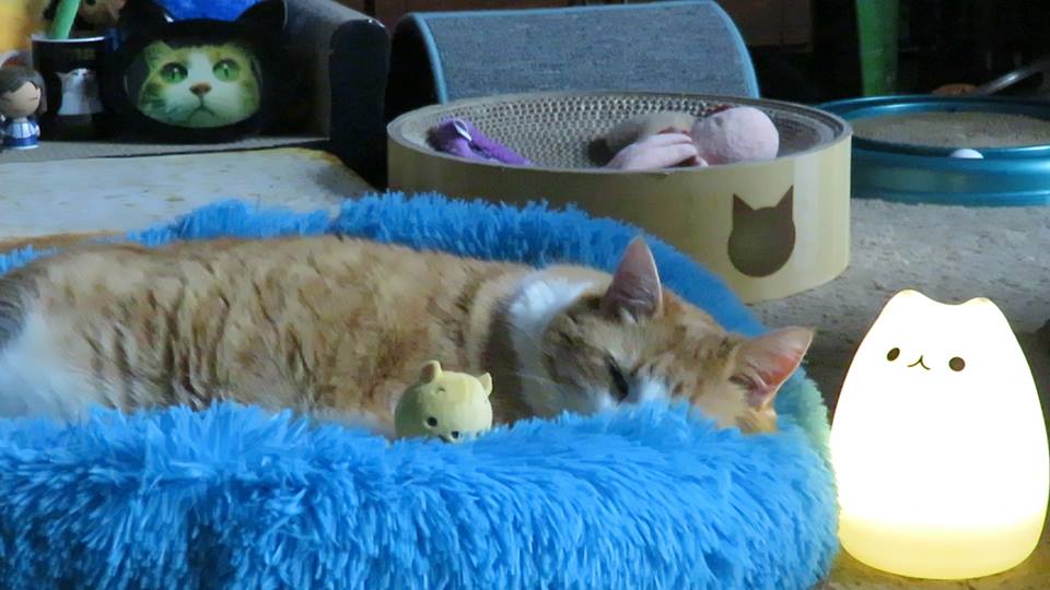 56963238_10161633360585223_7756693026562375680_n