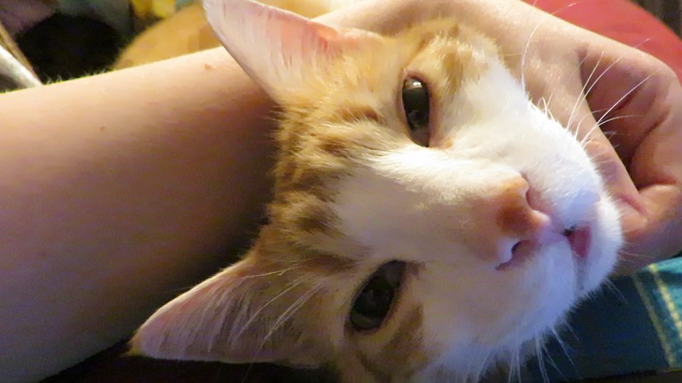 56965593_10161628903915223_6241255606200565760_n