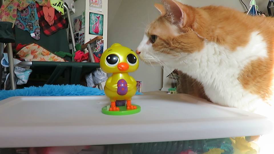 57113155_10161637408730223_2897812420271538176_n