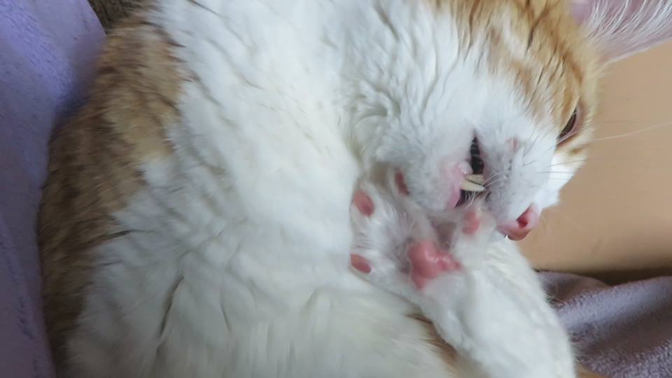 57166099_10161609362295223_4009225780381876224_n