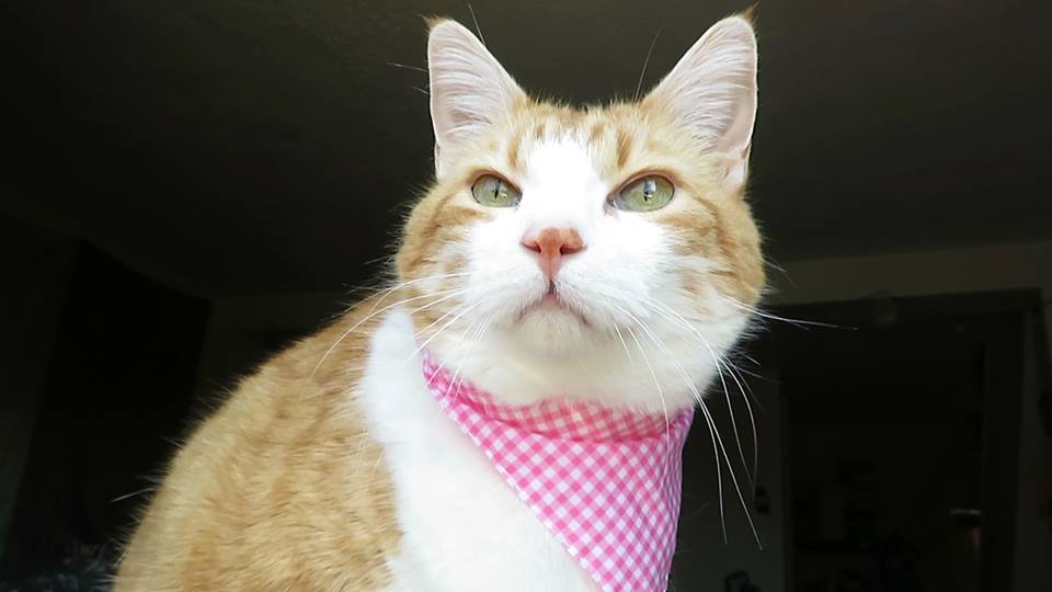 57267607_10161652339925223_5323118359980539904_n