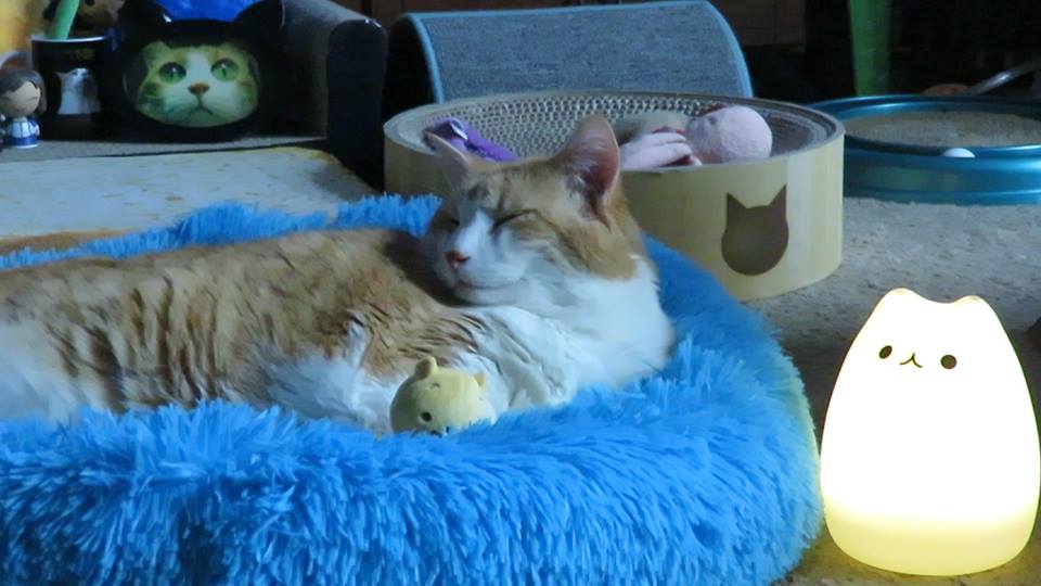 57272264_10161633360560223_6421273349321654272_n