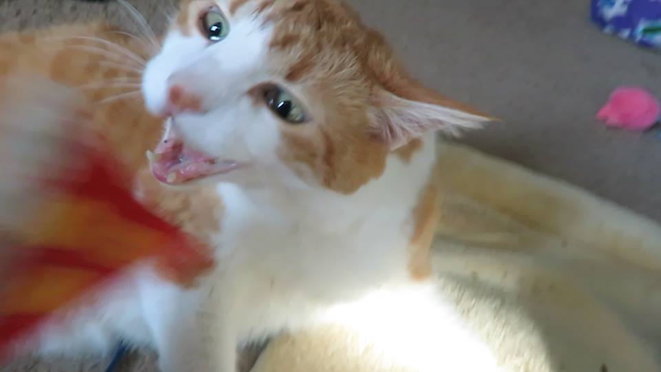 57306011_10161650782900223_5466102657397555200_n