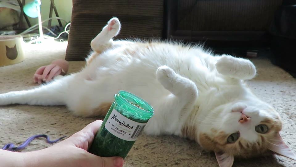 57358104_10161650779820223_1137100455701118976_n