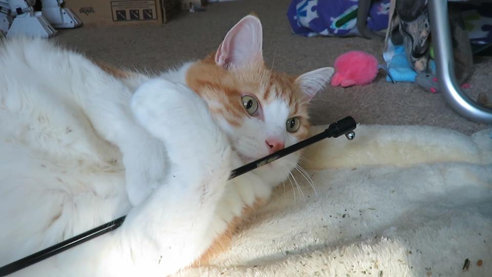 57446498_10161650783005223_3259246369340129280_n