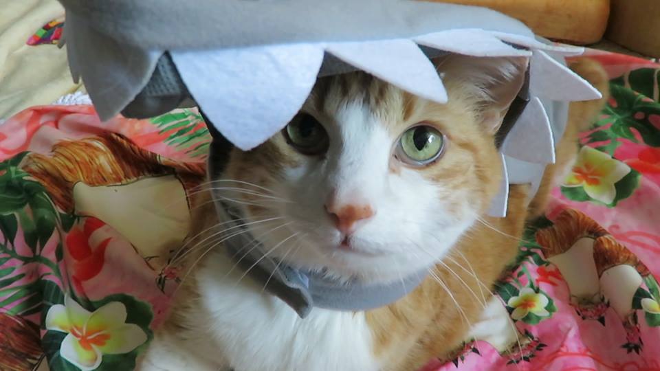 57451017_10161660540640223_8347030113824538624_n