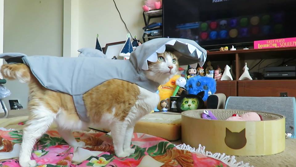 57486444_10161660539570223_6941546532004954112_n