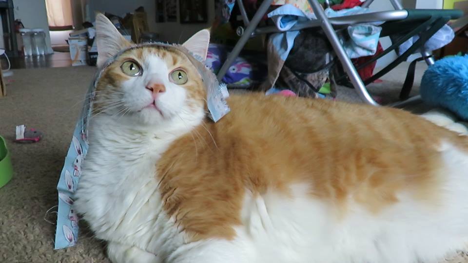 57486684_10161656474195223_3852694039421779968_n