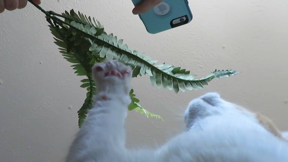 57694894_10161660538585223_851419640855789568_n