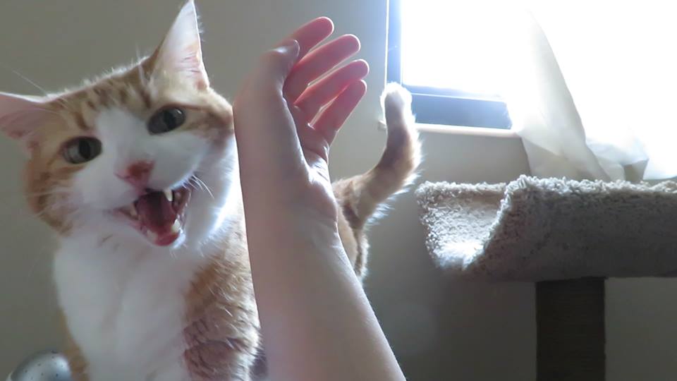 57972770_10161665098595223_8354965254882459648_n