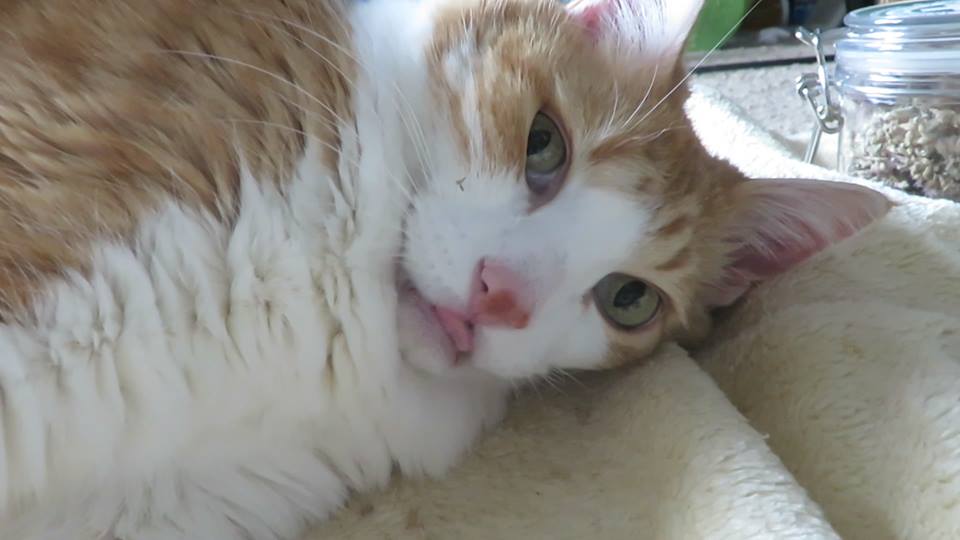 58441736_10161687394080223_5282059155530579968_n