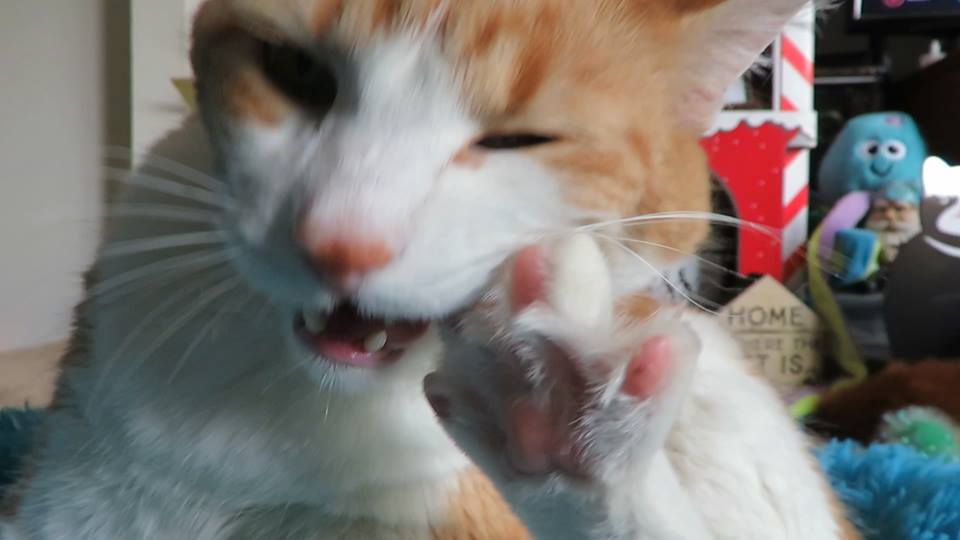 58463004_10161690556645223_541602548620984320_n