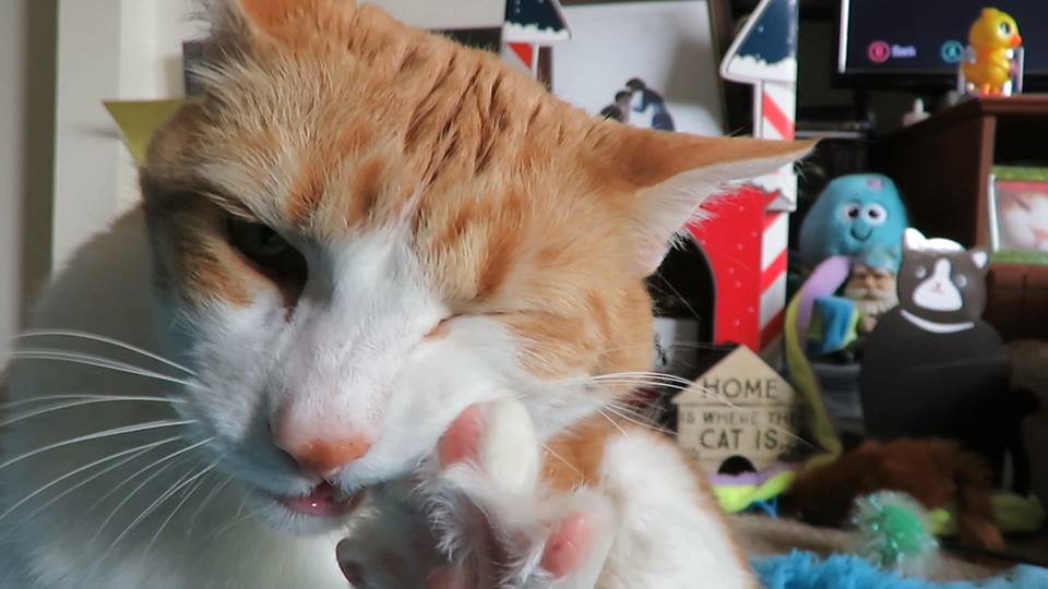 58543752_10161690555925223_5772025111943053312_n