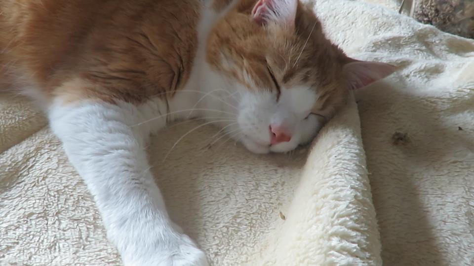 59138208_10161687393875223_7748887812560125952_n