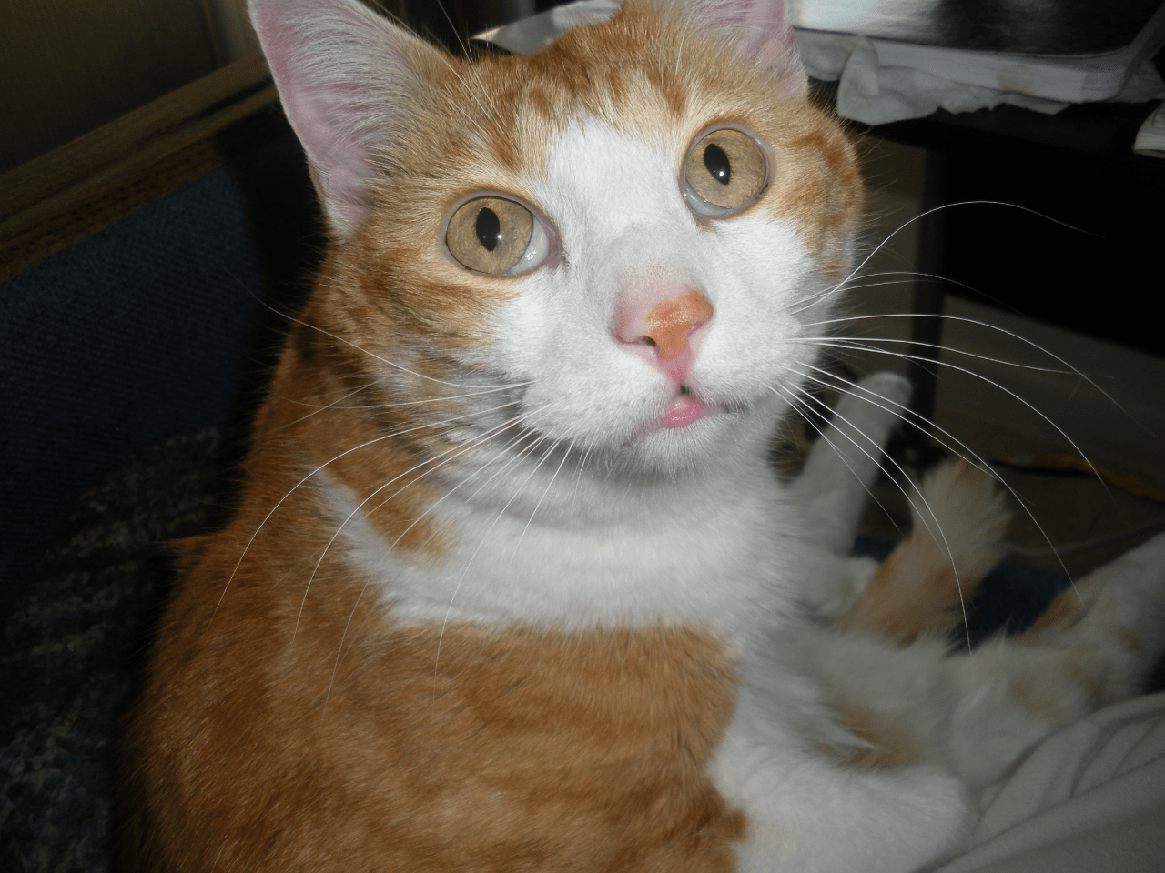 cupcakesnbean 011.JPG